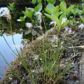 Eriophorum alpinum