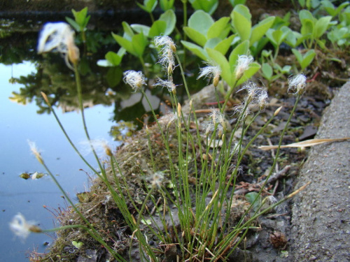 Eriophorum alpinum