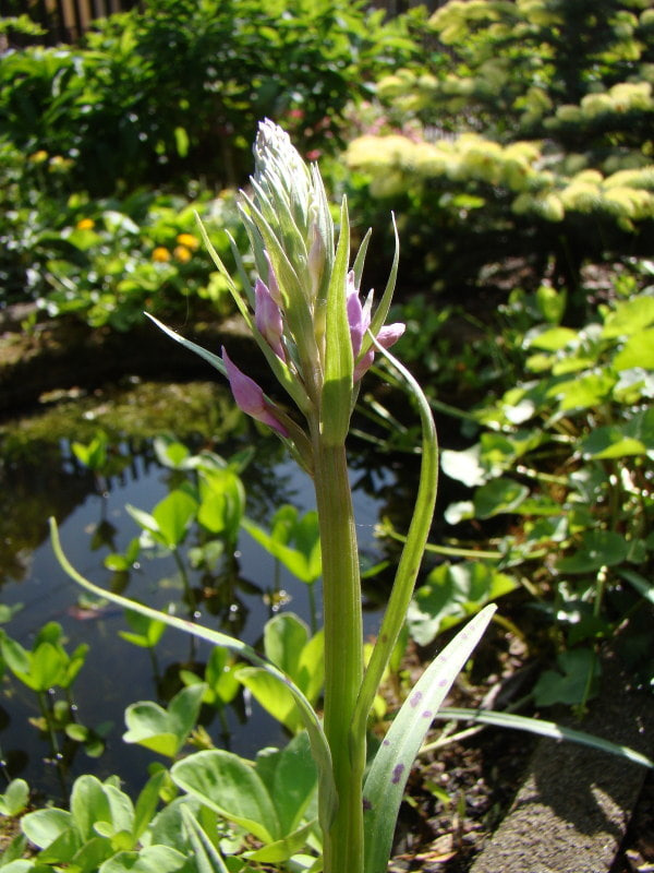 Dactylorhiza elata