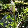 Dactylorhiza elata