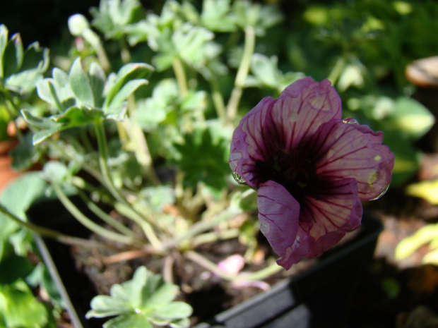 Geranium 'Tumbling Hearts'