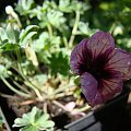 Geranium 'Tumbling Hearts'