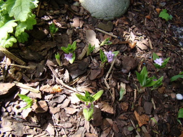 Polygonatum hookeri