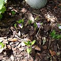 Polygonatum hookeri