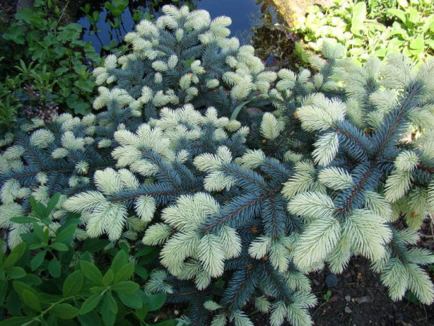 Picea pungens 'Białobok'