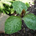 Trillium x decumbens