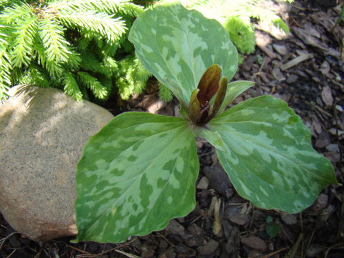 Trillium x decumbens