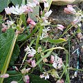 Allium 'Cameleon'