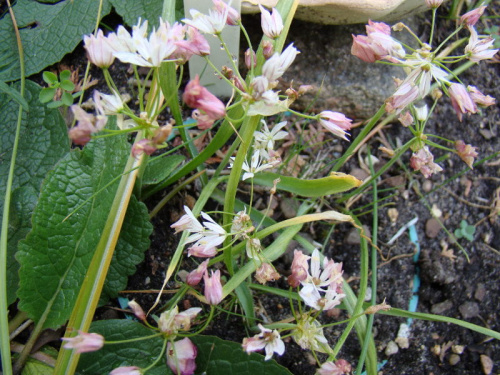 Allium 'Cameleon'