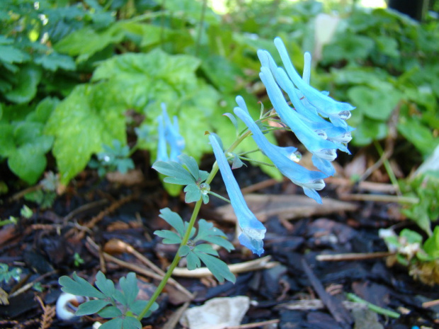 Corydalis flexuosa 'Purple Leaf'