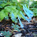 Corydalis flexuosa 'Purple Leaf'