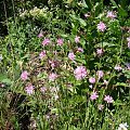 Lychnis flos-cuculi 'Lychjen' JENNY