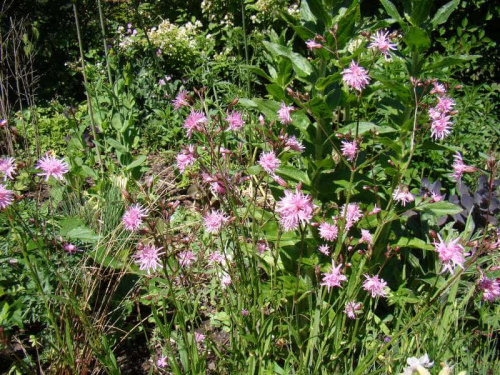 Lychnis flos-cuculi 'Lychjen' JENNY