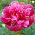 Paeonia officinalis 'Anemoniflora Rosea'