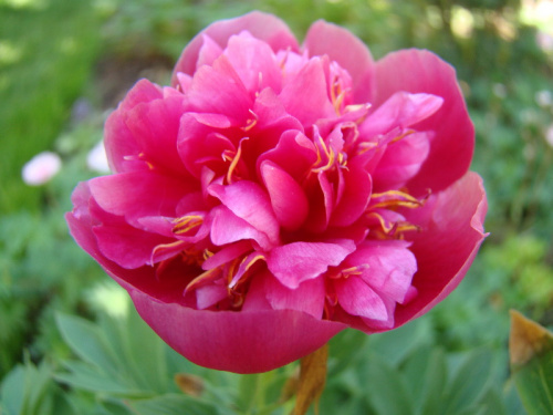 Paeonia officinalis 'Anemoniflora Rosea'