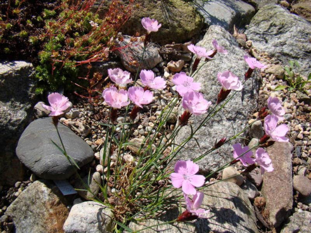 Dianthus alpinus