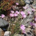 Dianthus alpinus