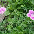 Geranium sanguineum 'Elke'