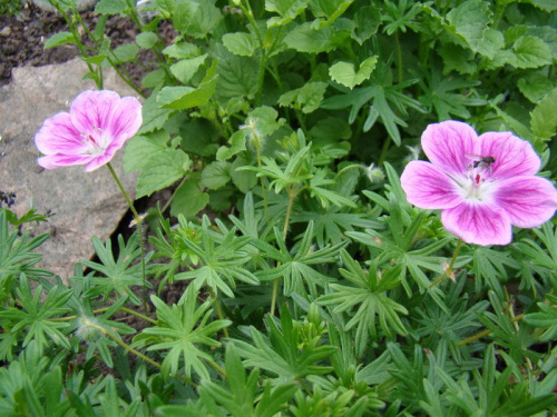 Geranium sanguineum 'Elke'