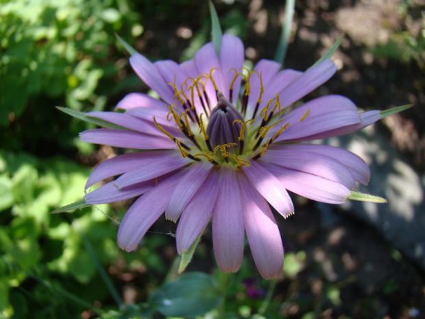 Tragopogon porrifolius