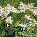 Lychnis viscaria 'Alba'