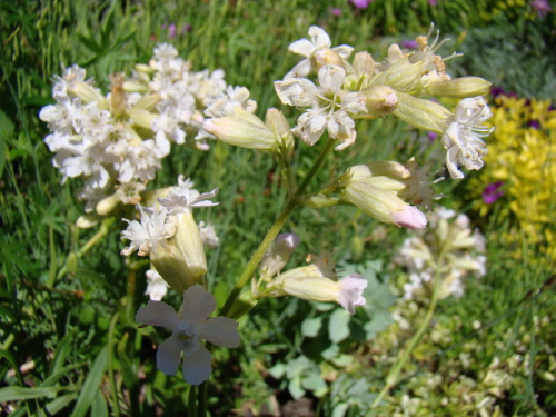 Lychnis viscaria 'Alba'