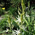 Camassia leichtlinii