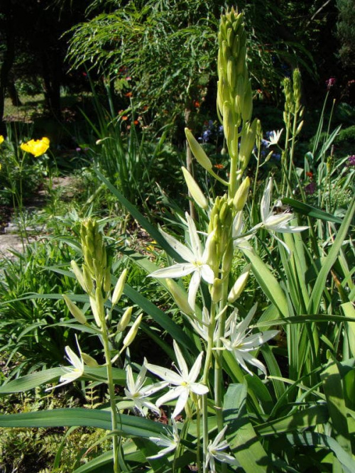 Camassia leichtlinii