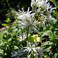 Lychnis flos-cuculi 'White Robin'