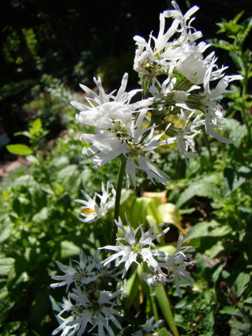 Lychnis flos-cuculi 'White Robin'