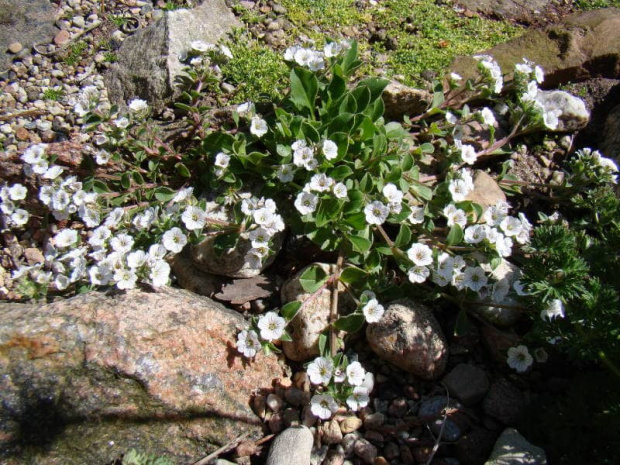 Gypsophila cerastioides