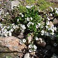 Gypsophila cerastioides