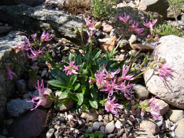 Silene pentlandii