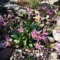 Silene pentlandii