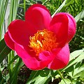 Paeonia 'Flame'