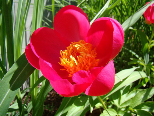 Paeonia 'Flame'