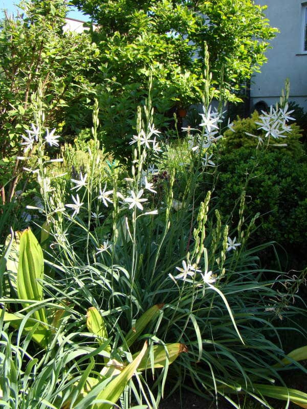 Anthericum liliago