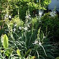 Anthericum liliago