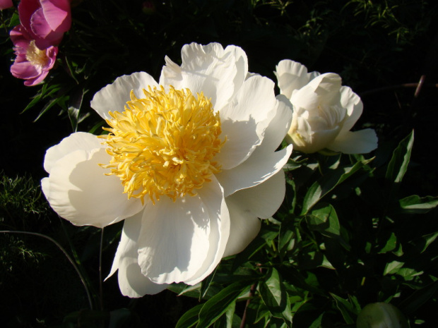 Paeonia lactiflora 'Krinkled White'