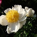 Paeonia lactiflora 'Krinkled White'