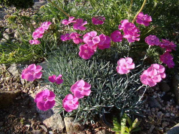 Dianthus 'Whatfield Magenta'