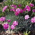 Dianthus 'Whatfield Magenta'