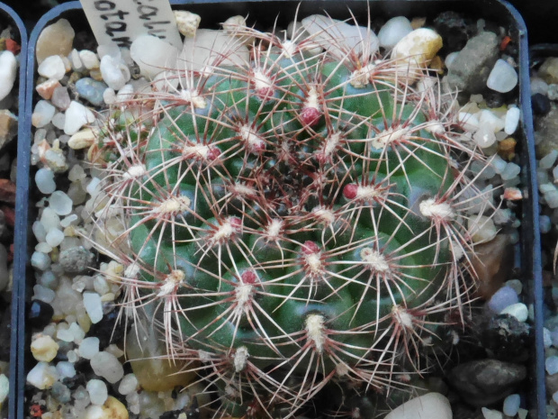 Gymnocalycium mesopotamicum P241