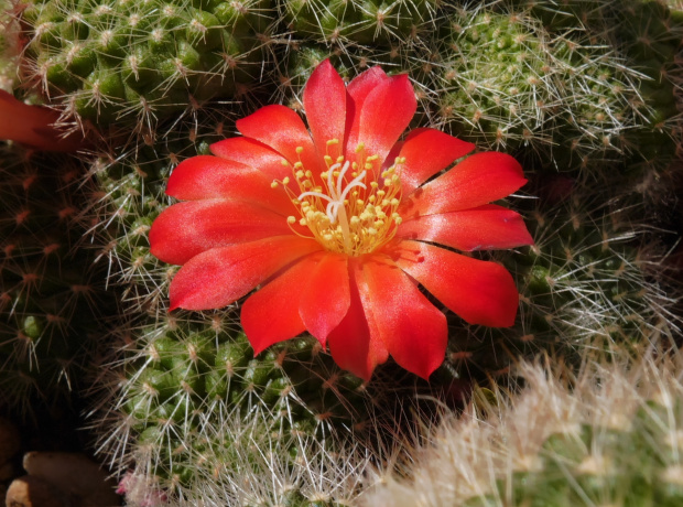 Rebutia boliviensis