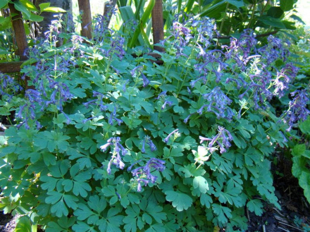 Corydalis capitata