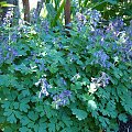 Corydalis capitata