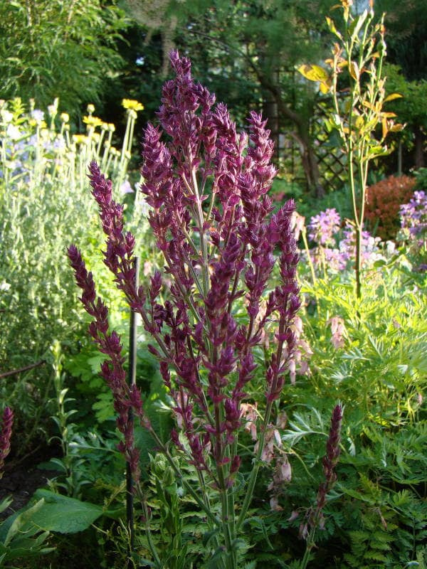 Salvia nemorosa 'Schwellenburg'