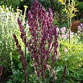 Salvia nemorosa 'Schwellenburg'