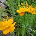 Trollius chinensis