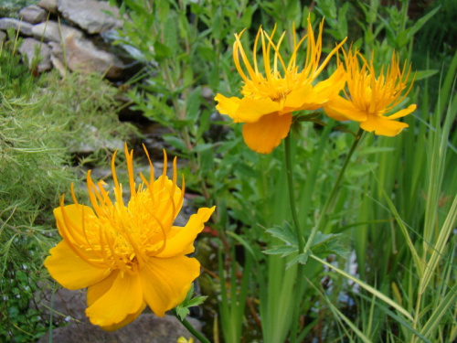 Trollius chinensis